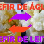 Combo – KEFIR DE LEITE + KEFIR DE ÁGUA – o Probiótico 1