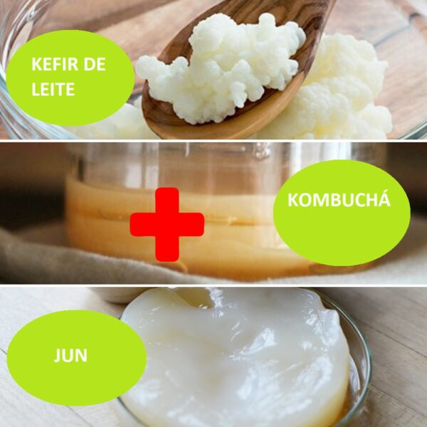 Combo – Kefir de Leite + Kombucha + JUN – o Probiótico